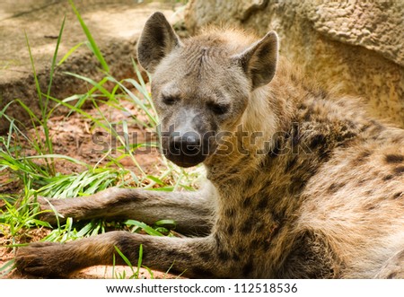 Spotted Hyena relaxing near big rock in nature