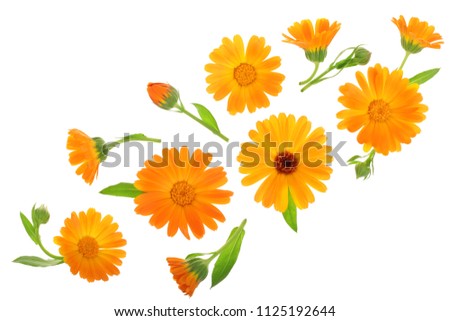 Calendula. Marigold flower isolated on white background with copy space for your text. Top view. Flat lay pattern