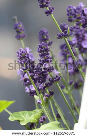 Macro photo of beautiful lavender flowers mixed focus and depth creates a smoothly composed picture.