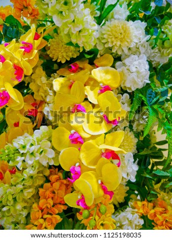 This is yellow orchids, closed up orchids   so beautiful of flowers in Thailand. 