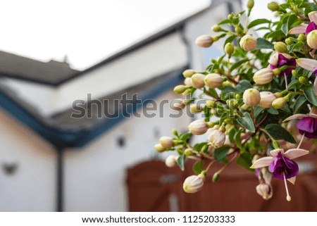 Shallow focus, isolated image of blooming summer flowers seen in a hanging plant pot attached to a fence. The background shows a large gated entrance to an english detached home in summer.