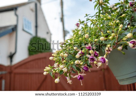 Shallow focus, isolated image of blooming summer flowers seen in a hanging plant pot attached to a fence. The background shows a large gated entrance to an english detached home in summer.