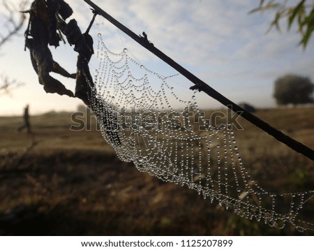 spiderweb with droplets of dew