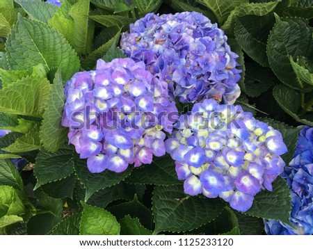 Colorful blooming hydrangea flowers outdoor



