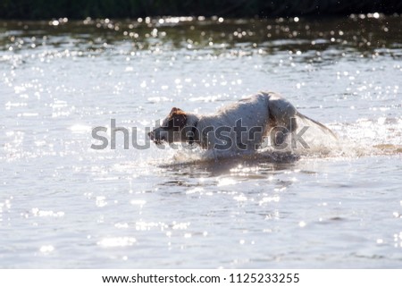  setter dog   running in the water
