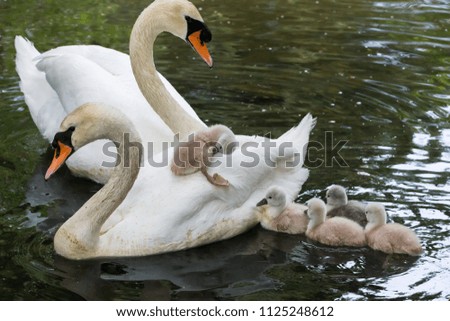 Mute swan baby at Ambleside Park, Vancouver BC Canada