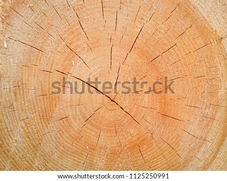 Cross section of the tree.