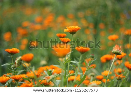 Orange colored Calendula officinalis, the pot marigold, ruddles, common marigold or Scotch marigold