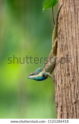 Image of blue chameleon on the tree on the natural background. Reptile. Animal.