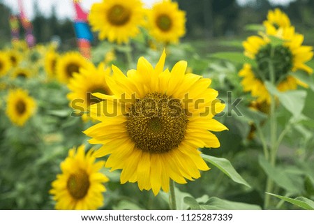 Sunflower blooms in summer