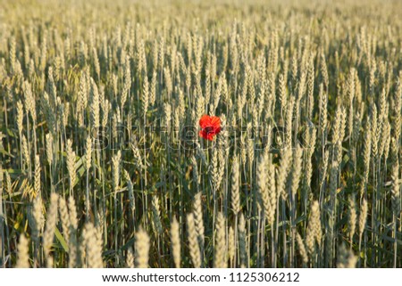 Red poppy flower among wheat ears