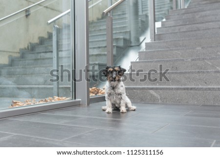 Jack Russell Terrier 3 years old. Dog sitting and waiting on a stair in a public building. 