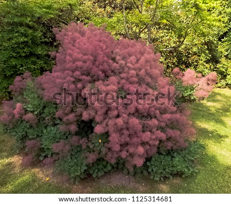 European smoketree (cotinus coggygria) known as rhus cotinus, Eurasian smoketree, smoke tree, smoke bush, or dyer's sumach is a species of flowering plant - Uckfield, United Kingdom Royalty-Free Stock Photo #1125314681
