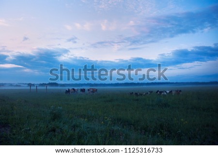 Farm cow on sunrise. Blue sky