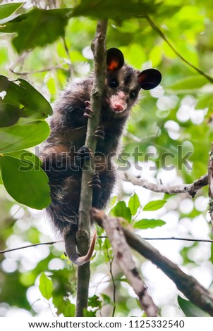 Big eared opossum photographed in Guarapari, Espirito Santo, Southeast of Brazil. Atlantic Forest Biome. Picture made in 2008.