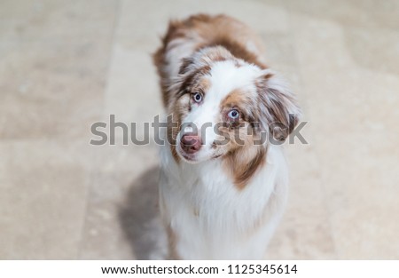 A cute australian shepherd whit white eyes attending, attending while looking in the camera.