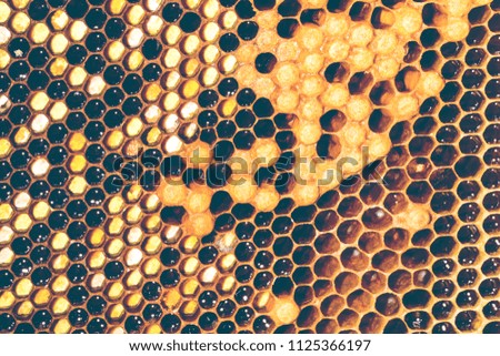 honeycomb background image, the concept of the World Wide Web, toned photo