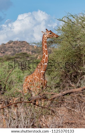 Reticulated Giraffe, Giraffe camelopardalis reticulata, Kenya, Africa, Artiodactyla Order, Giraffidae Family