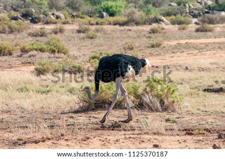 Ostrich (Struthio camelus massaicus), Breeding Male, National Reserve, Kenya, Africa, Struthioniformes Order, Struthionidae Family