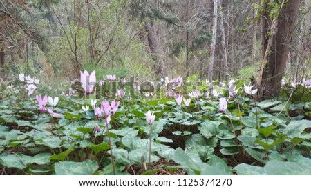 field of pink cyclamen flower at nature forest in israel