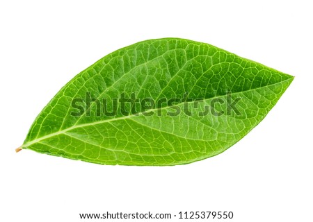 a blueberry leaf isolated on white background. clipping path
 Royalty-Free Stock Photo #1125379550