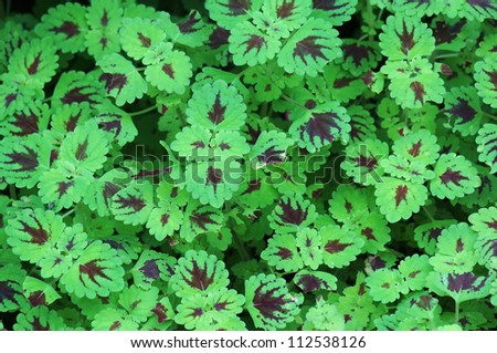 painted nettle background.