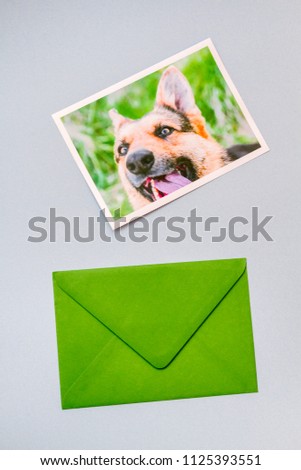 Green envelope with printed photograph of a cute funny German shepherd dog portrait on a light blue background. Vertical view.