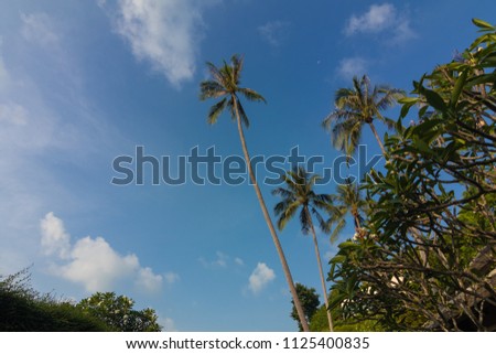 Palm trees and leaves against the sky