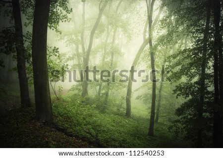 green forest with bright light