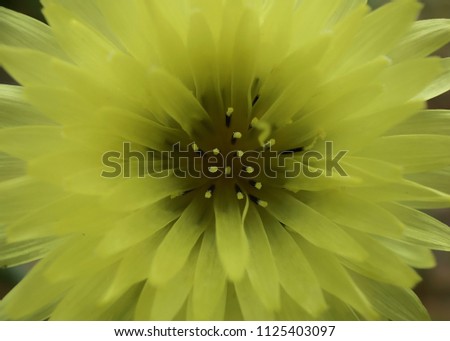 Fluorescent yellow dandelion blossom