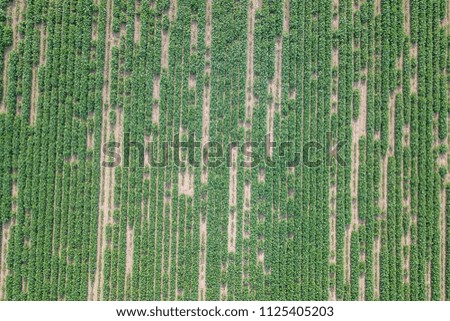 Aerial view soybean field. Young Soybean Aerial View.