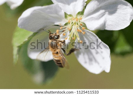 The bee sits on a flower of a bush blossoming apple-tree and pollinates him.