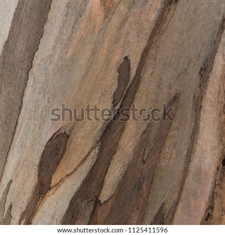 Wooden texture. Platan tree. Natural texture background. Abstract background