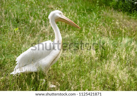 Great white pelican on meadow. Pelicans family, bird in natural environment.