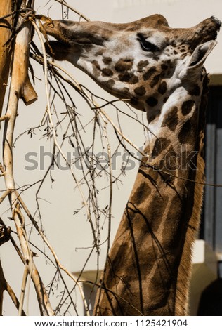 Giraffe animal Zoo