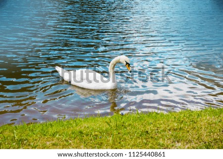 White swan on lake near coast.