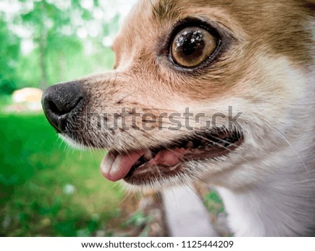 Portrait of smooth-haired beige Chihuahua against the beautiful bokeh in the park. Walking the dog. Dog in the forest. Beautiful bokeh. Chihuahua Girl looks nice in Nature