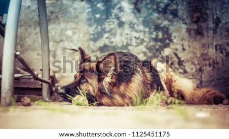Adult German Shepherd in a portrait photo. Resting.