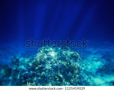 Coral reef in the sun