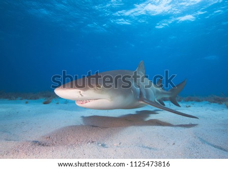 Lemon shark in blue water. 