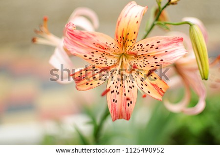 Beautiful lily flowers grow in the summer in the fresh air