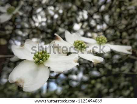 Three white dogwood flowers in a row
