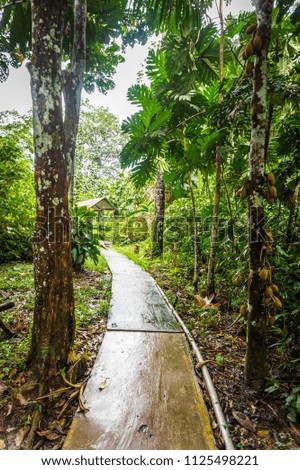 A rainy and warm day in the jungle of Peru. Road to the jungle in Iquitos.