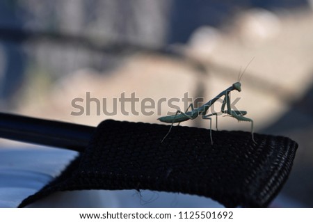 a miniature praying mantis on the camp equipment.