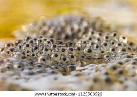 A fresh patch of frogspawn at a lake edge. Royalty-Free Stock Photo #1125508520