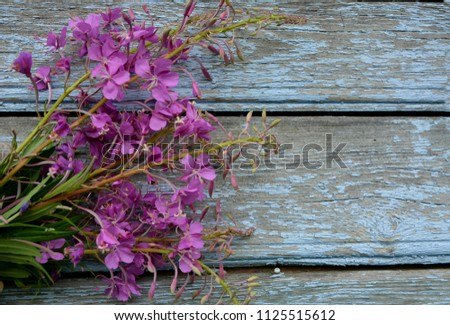 bouquet of wild pink flowers of kiprei (willow-tea) close-up on a light blue wooden old wall, medicinal plant, stocking and drying of useful and medicinal herbs, rustic  background 
