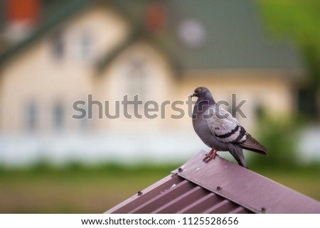 Close-up portrait of beautiful big gray and white grown pigeon with orange eye and thick plumage perching on top of brown metal tile roof on blurred bright colorful two-story house bokeh background.