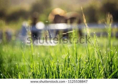Blur horses in background and grasses with morning dew at foreground, Green meadow for horses with a stable