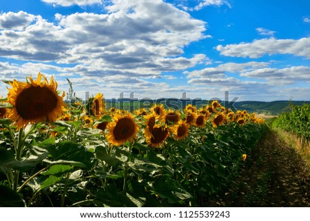 Landscape with sunflowers in summer