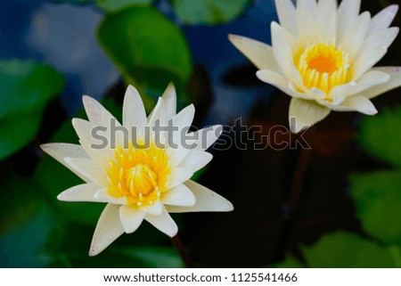 White lotus with blurred green leaf in the pond